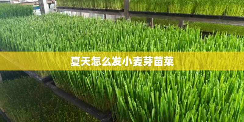 夏天怎么发小麦芽苗菜