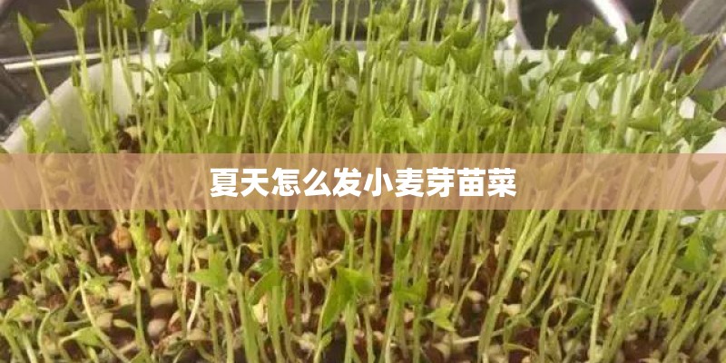 夏天怎么发小麦芽苗菜