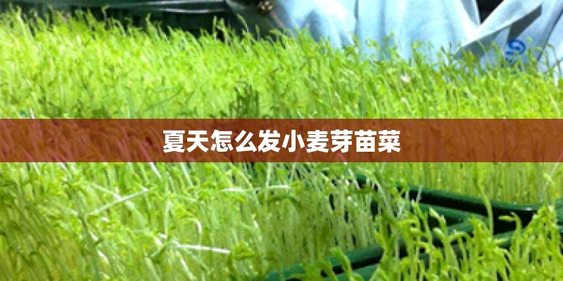 夏天怎么发小麦芽苗菜