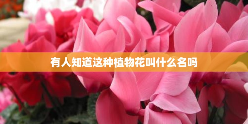 有人知道这种植物花叫什么名吗