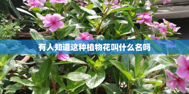 有人知道这种植物花叫什么名吗