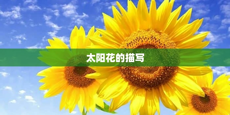 太阳花的描写