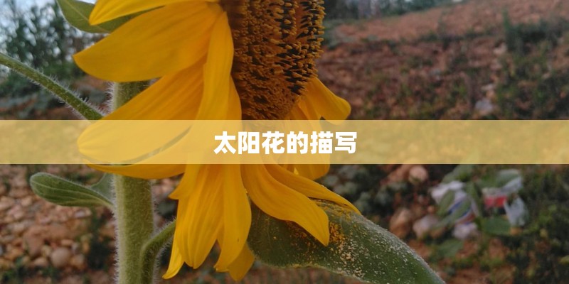太阳花的描写