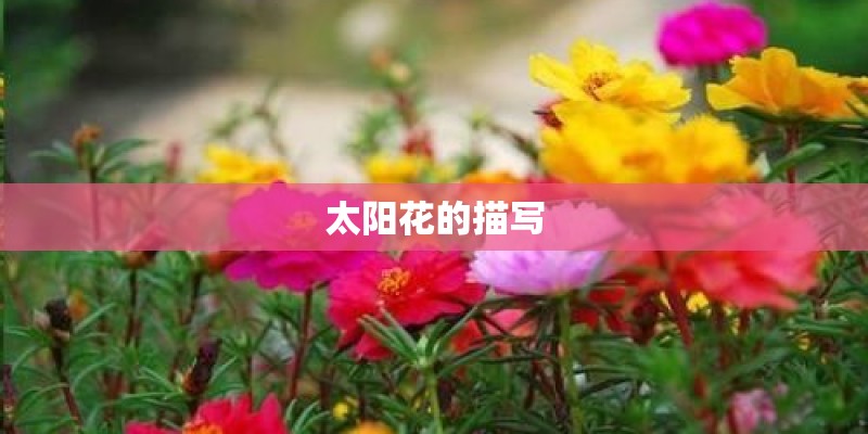 太阳花的描写