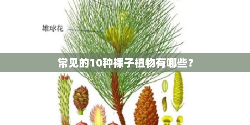 常见的10种裸子植物有哪些？