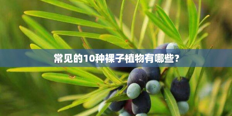 常见的10种裸子植物有哪些？