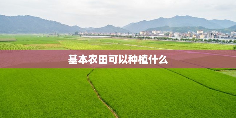 基本农田可以种植什么