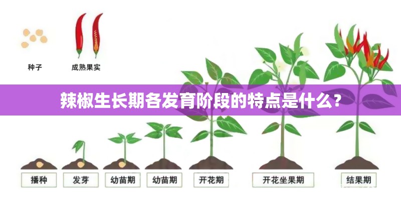 辣椒生长期各发育阶段的特点是什么？