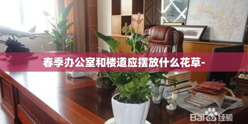 春季办公室和楼道应摆放什么花草-