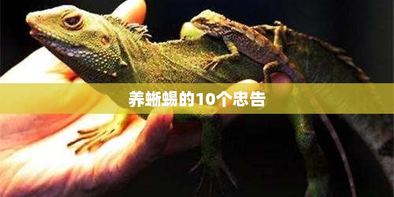 养蜥蜴的10个忠告