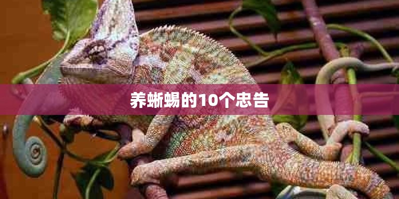 养蜥蜴的10个忠告