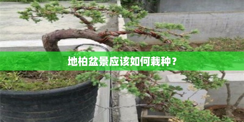 地柏盆景应该如何栽种？