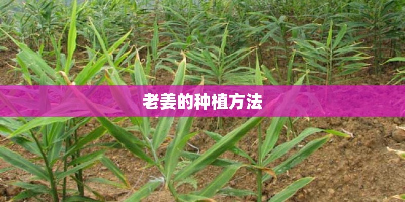 老姜的种植方法