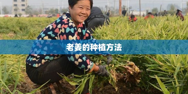 老姜的种植方法