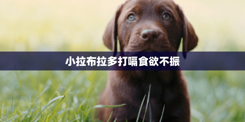 小拉布拉多打嗝食欲不振