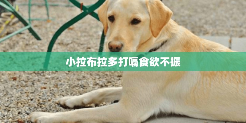 小拉布拉多打嗝食欲不振