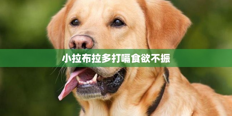 小拉布拉多打嗝食欲不振