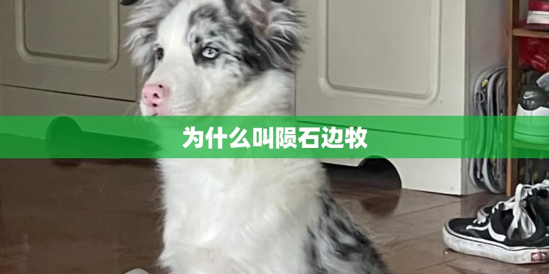 为什么叫陨石边牧