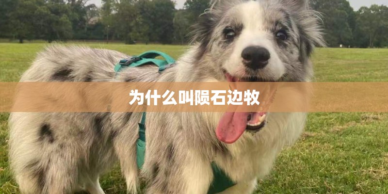 为什么叫陨石边牧