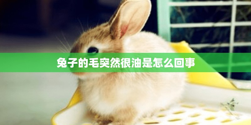 兔子的毛突然很油是怎么回事
