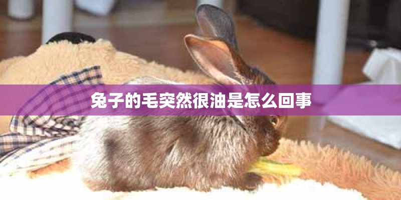 兔子的毛突然很油是怎么回事