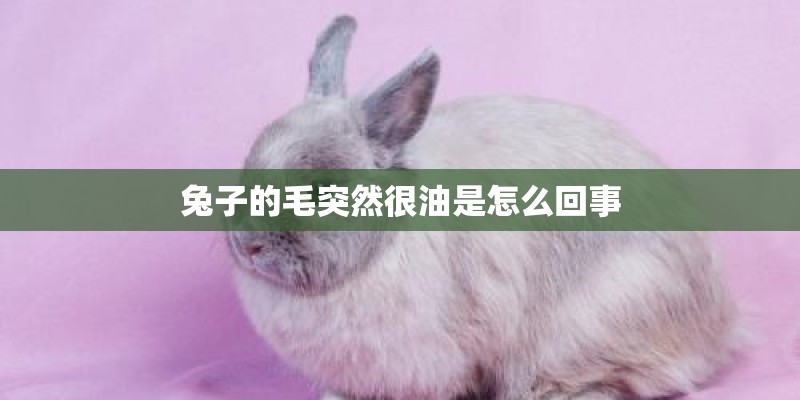 兔子的毛突然很油是怎么回事