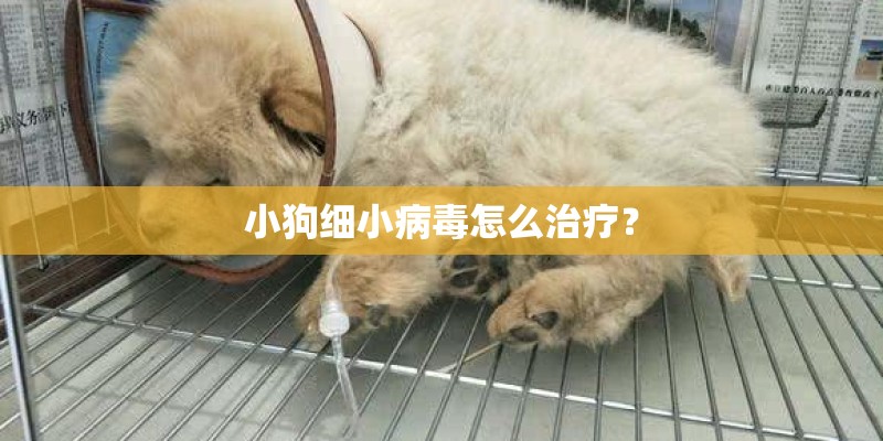 小狗细小病毒怎么治疗？