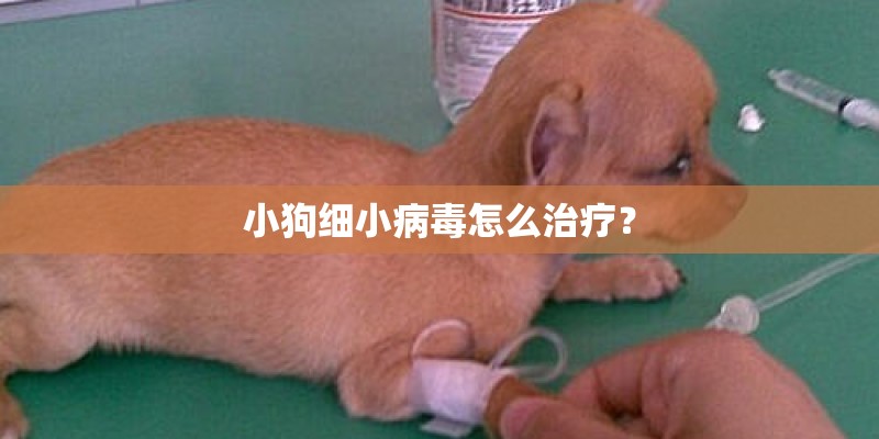 小狗细小病毒怎么治疗？