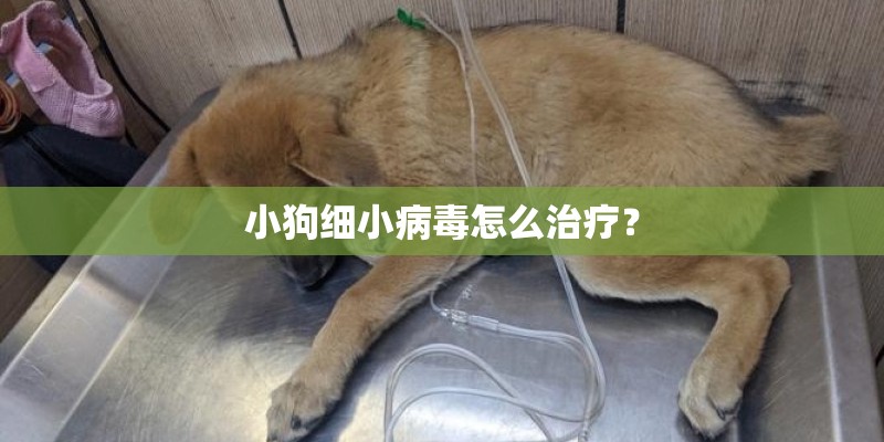 小狗细小病毒怎么治疗？