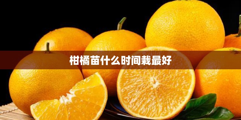 柑橘苗什么时间栽最好