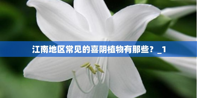 江南地区常见的喜阴植物有那些？_1