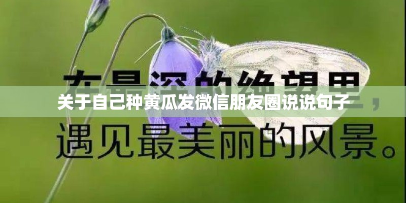 关于自己种黄瓜发微信朋友圈说说句子