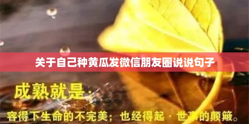 关于自己种黄瓜发微信朋友圈说说句子