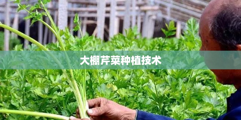 大棚芹菜种植技术