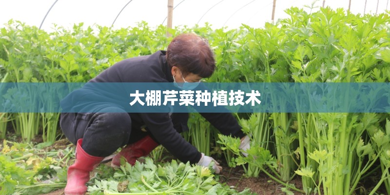 大棚芹菜种植技术