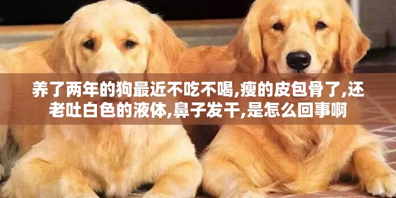 养了两年的狗最近不吃不喝,瘦的皮包骨了,还老吐白色的液体,鼻子发干,是怎么回事啊