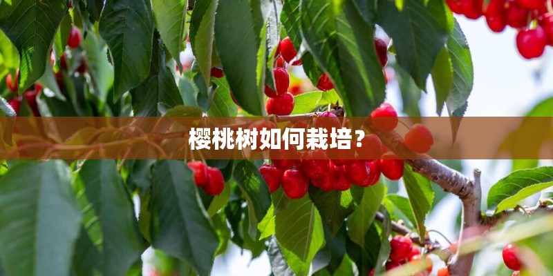樱桃树如何栽培？