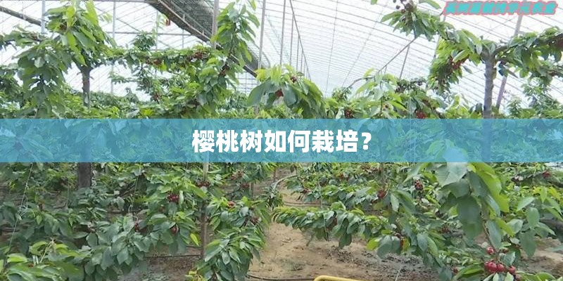 樱桃树如何栽培？