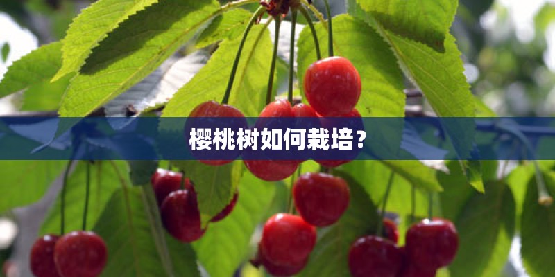 樱桃树如何栽培？