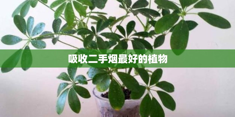 吸收二手烟最好的植物