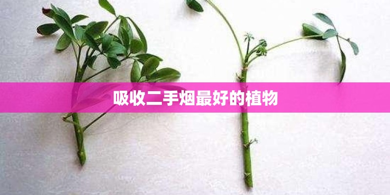 吸收二手烟最好的植物