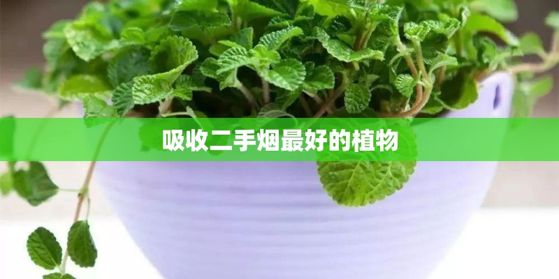 吸收二手烟最好的植物