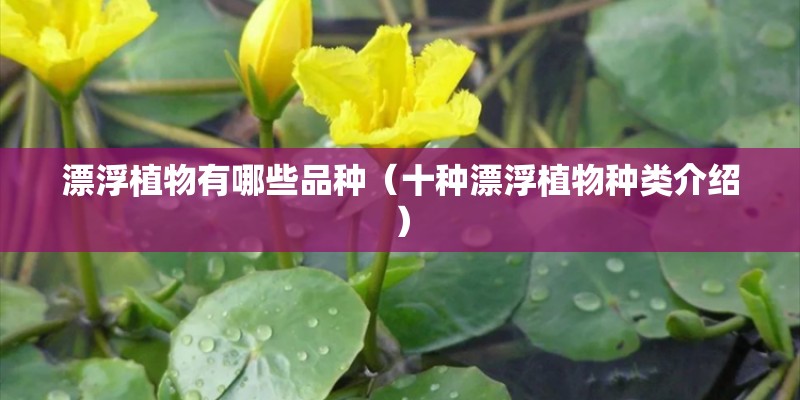 漂浮植物有哪些品种（十种漂浮植物种类介绍）
