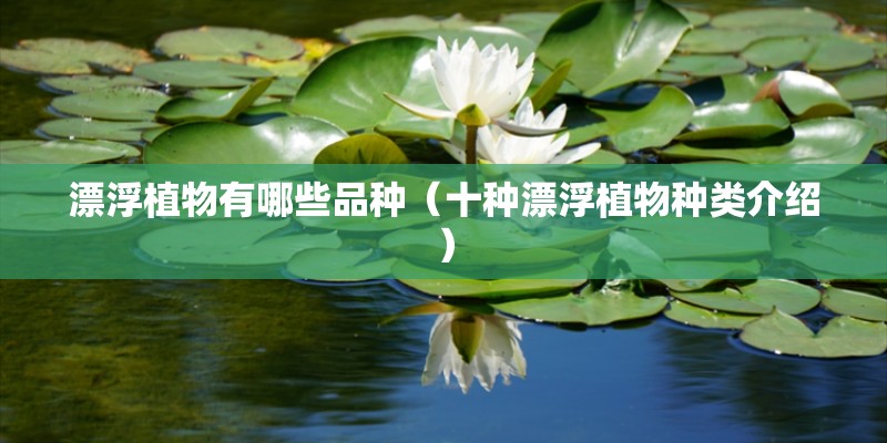 漂浮植物有哪些品种（十种漂浮植物种类介绍）
