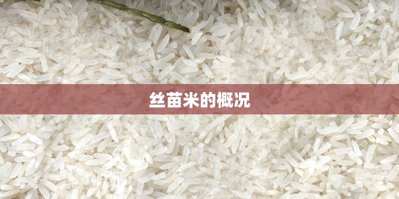 丝苗米的概况