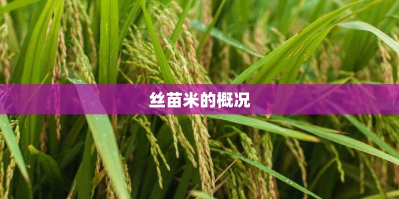 丝苗米的概况