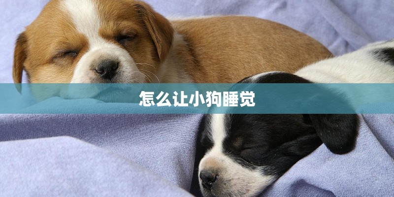 怎么让小狗睡觉