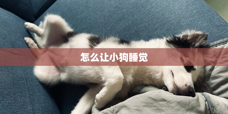 怎么让小狗睡觉