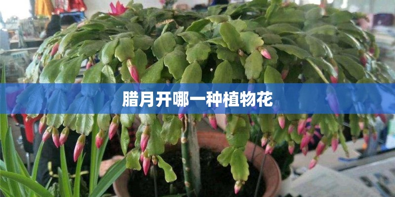 腊月开哪一种植物花
