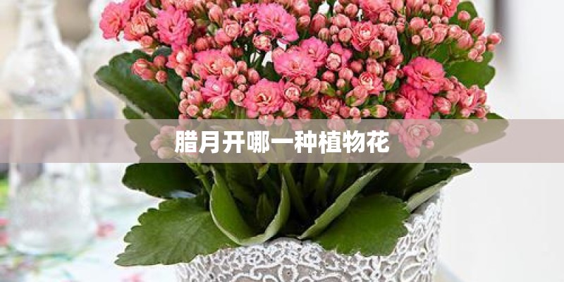 腊月开哪一种植物花